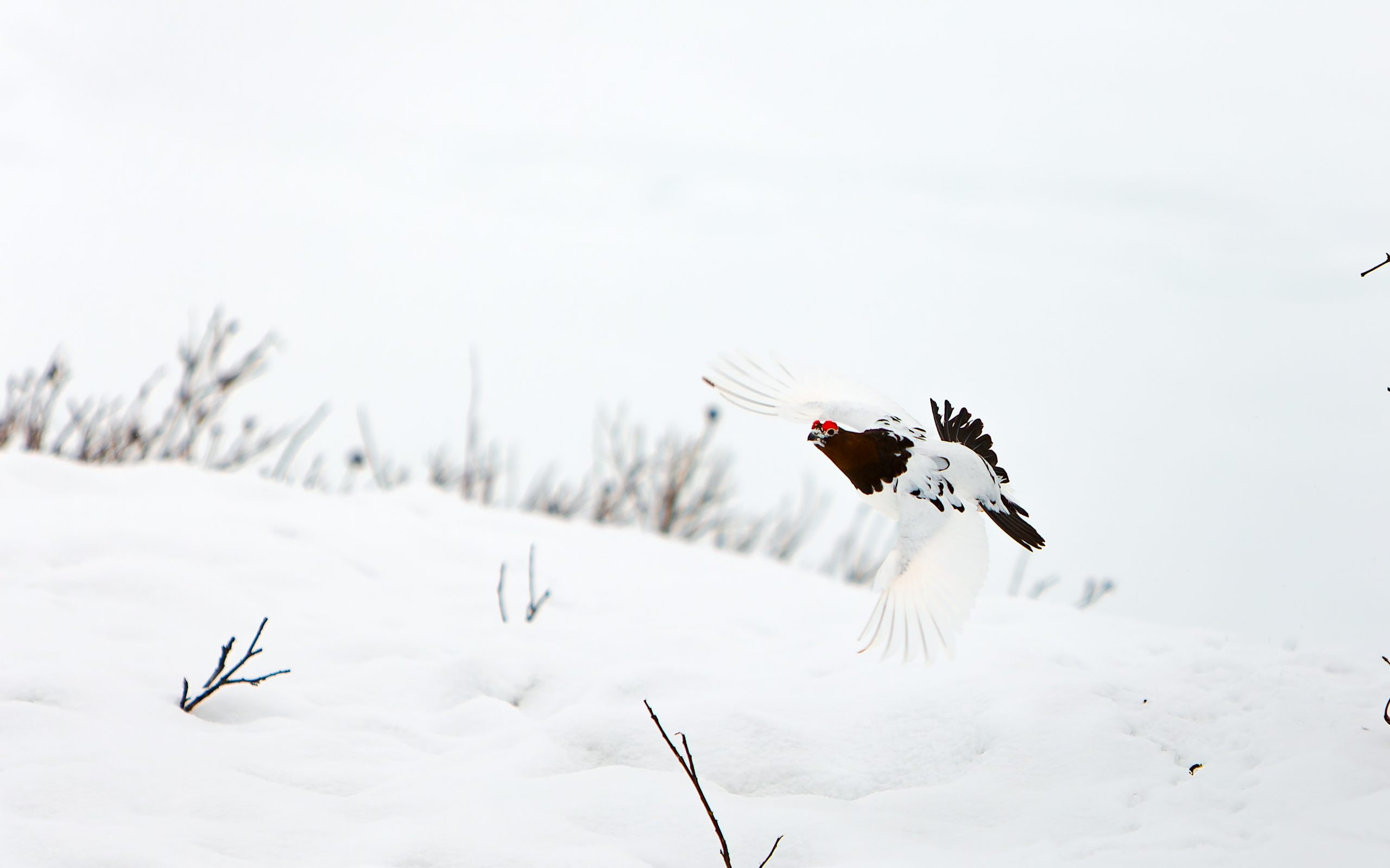 Alaska Magazine | In Search of Ptarmigan