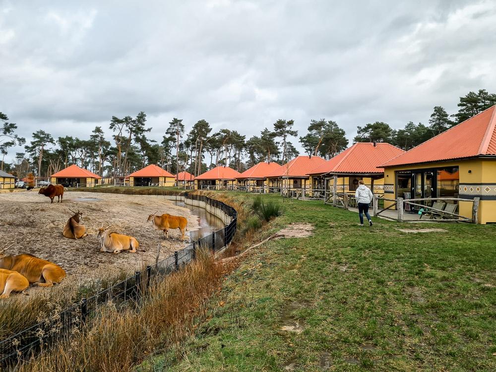 Beekse Bergen | Safari in the Netherlands