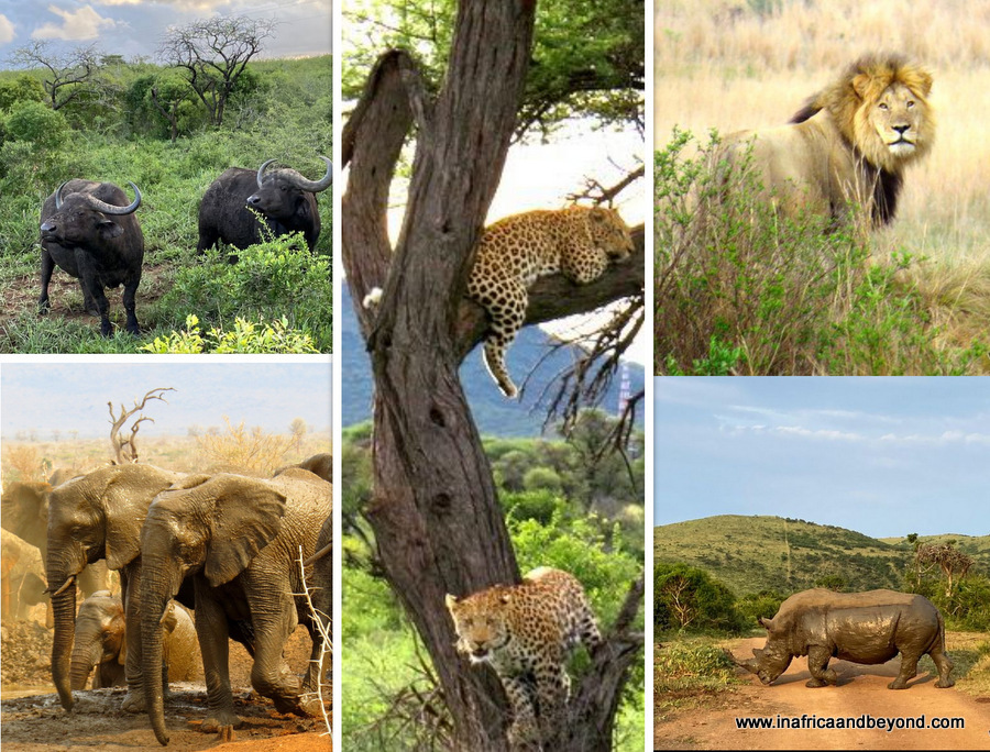 The Big 5 of Africa