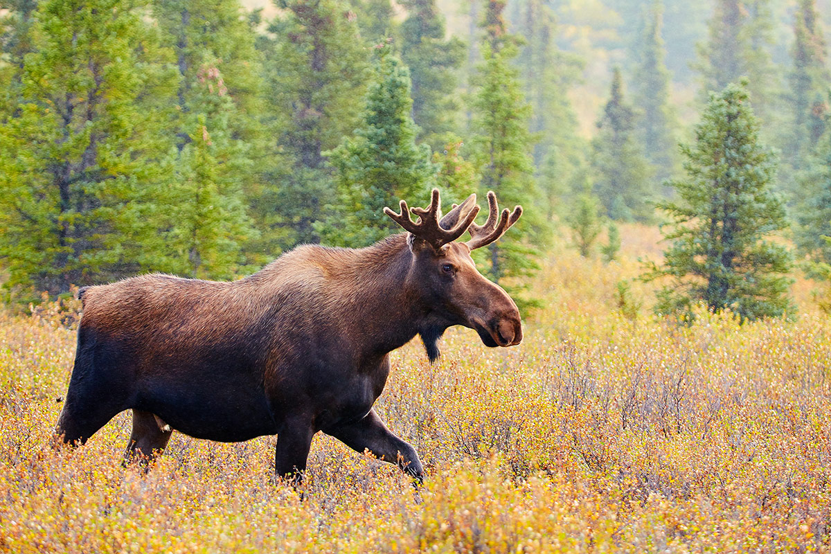 Top Reasons to See Alaska in September – Princess Lodges