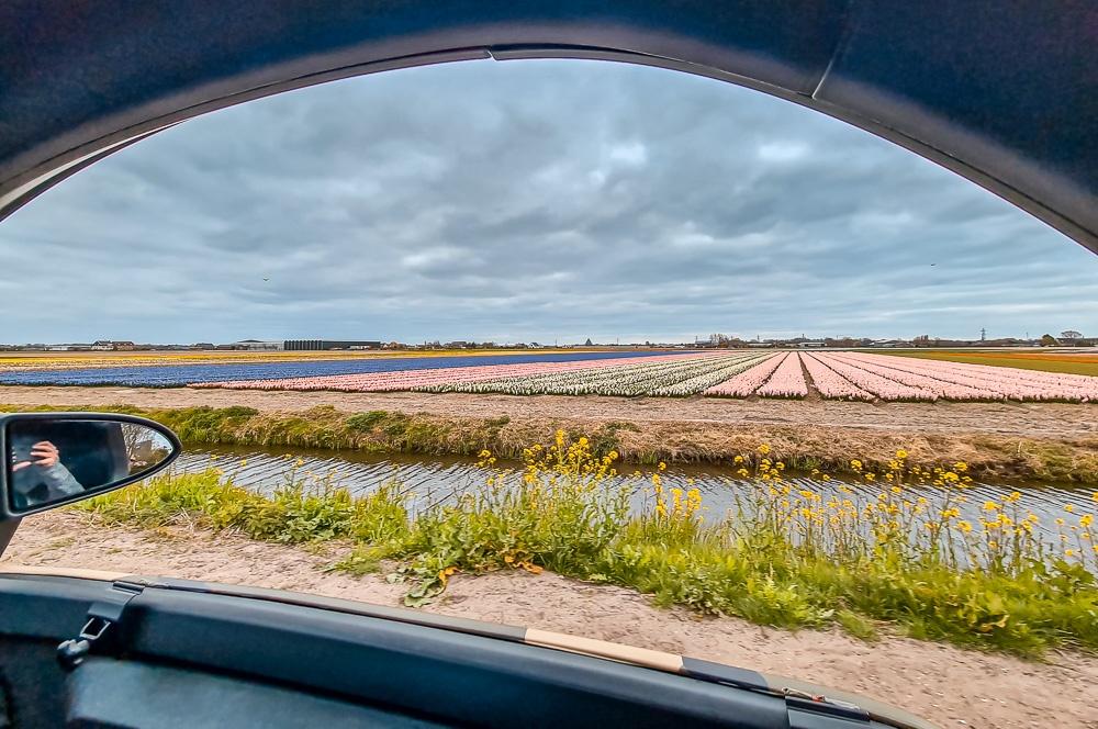 Renzy | Unique Way To Explore the Tulip Fields