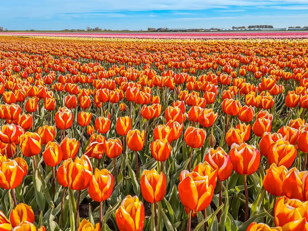 9 Things to Know When Visiting the Tulip Fields in the Netherlands