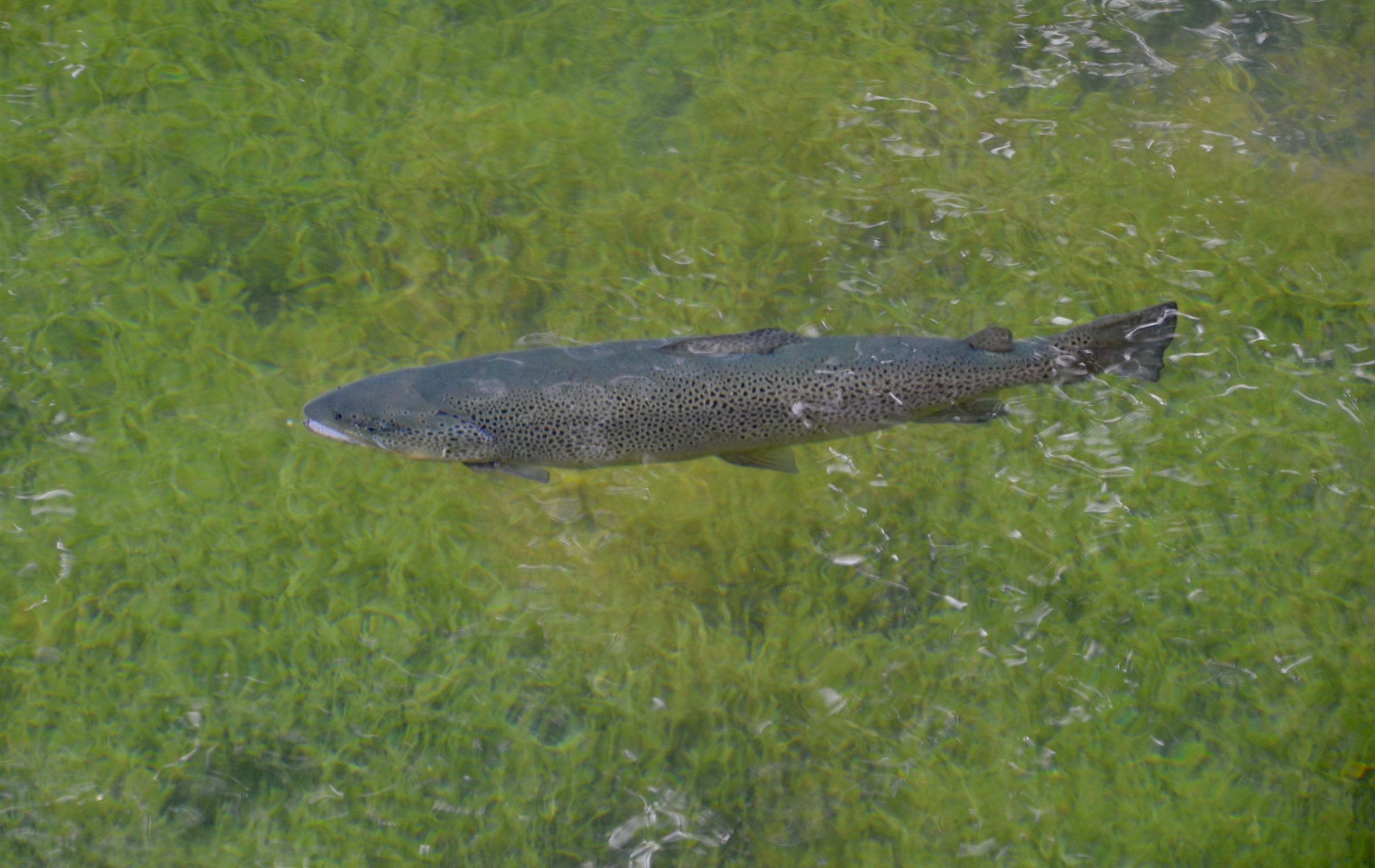 Oden State Fish Hatchery – Education, Trails, and Fun for the Whole Family