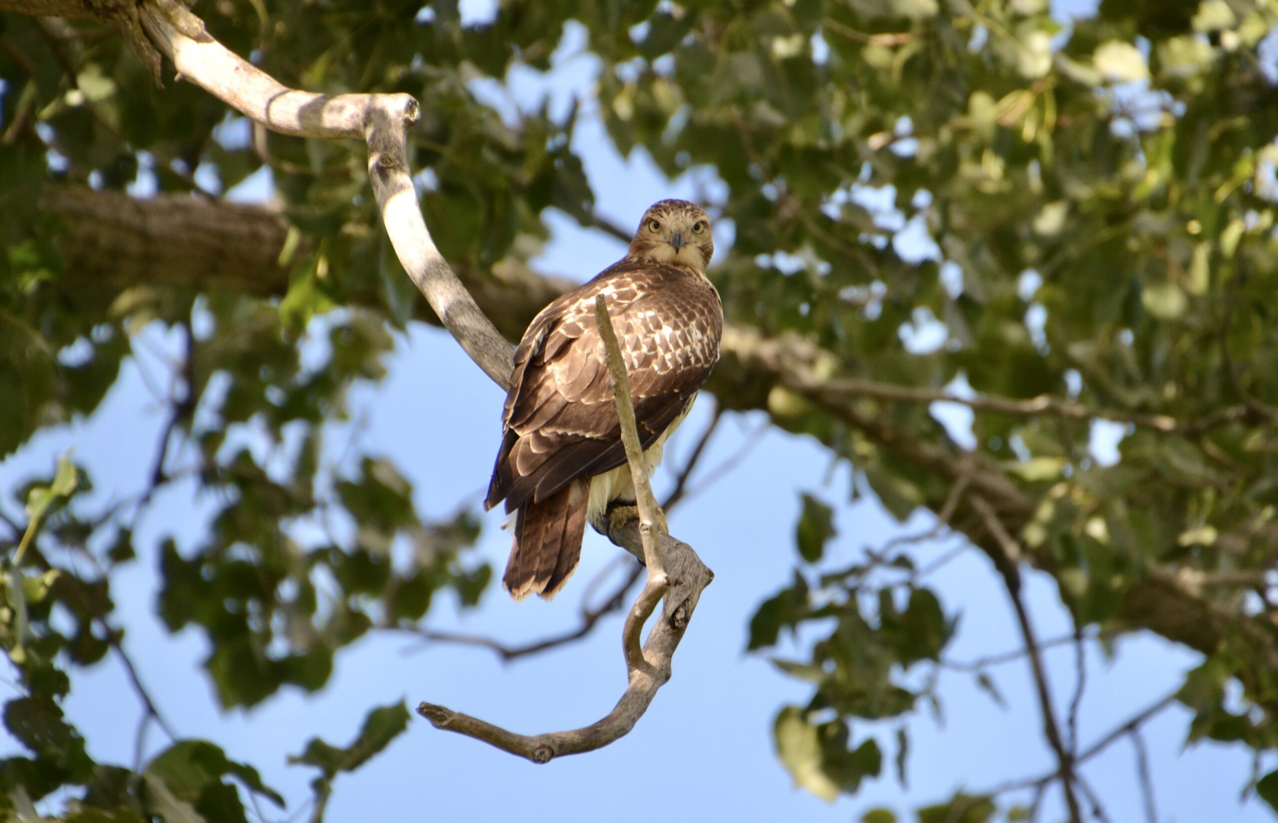 2024 Birds of Michigan Photo Gallery