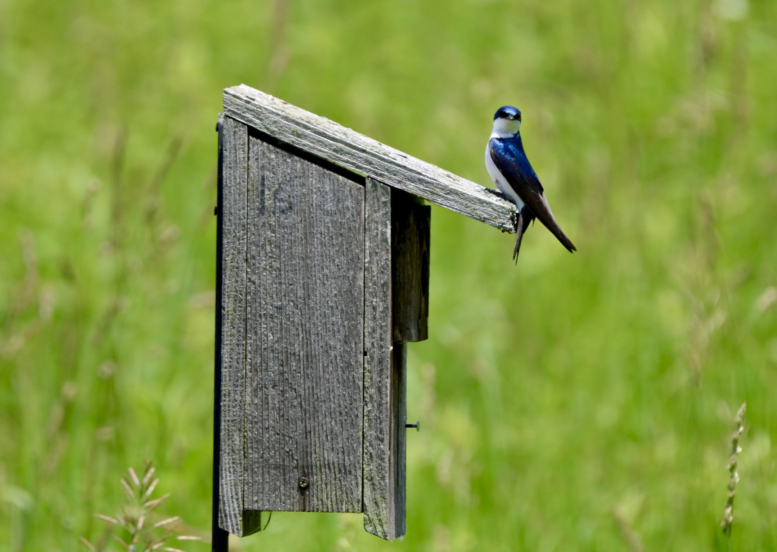 Otis Farm Bird Sanctuary, Barry County