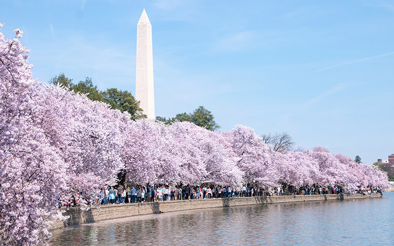 Everything to Know about USA’s Cherry Blossom Festival