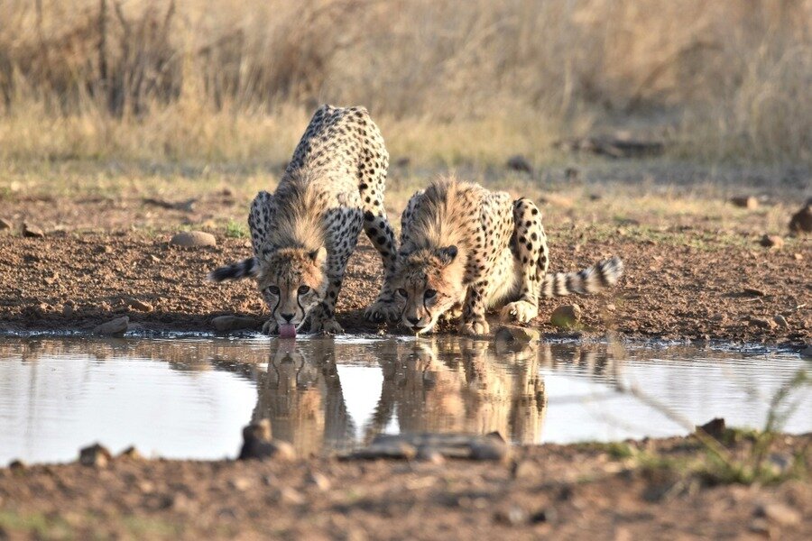 Win a Luxury Safari Getaway at Katekile Escapes!