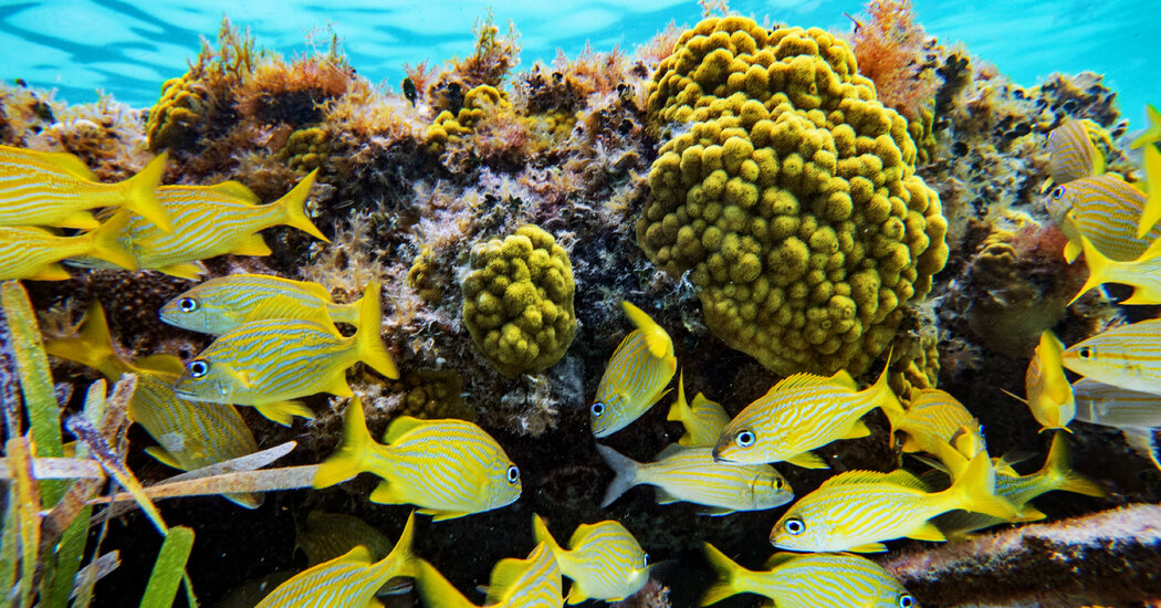 36 Hours on Cozumel, Mexico: Things to Do and See