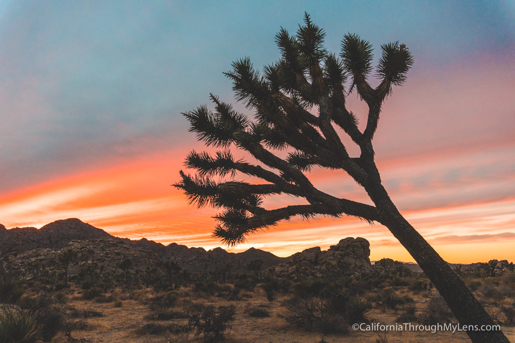 Joshua Tree National Park First Time Visitors Guide