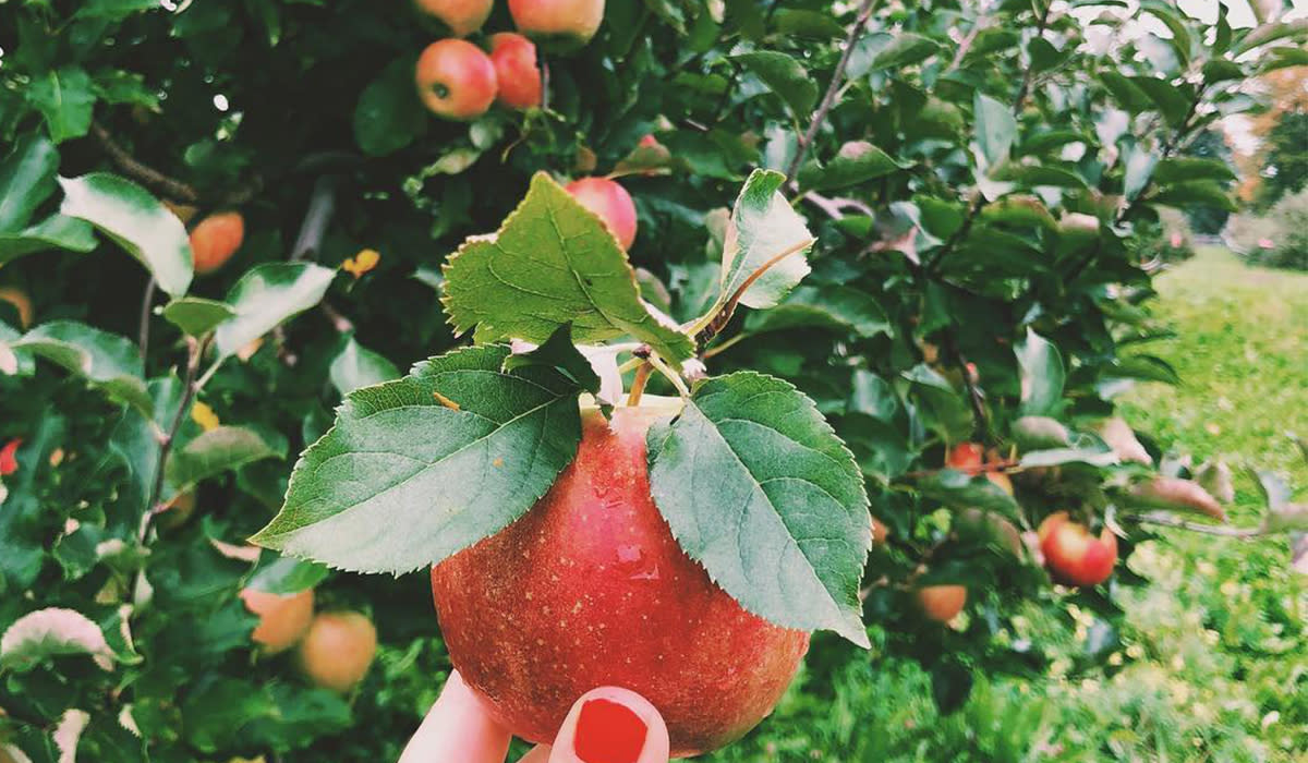 Best Apple Picking in New York
